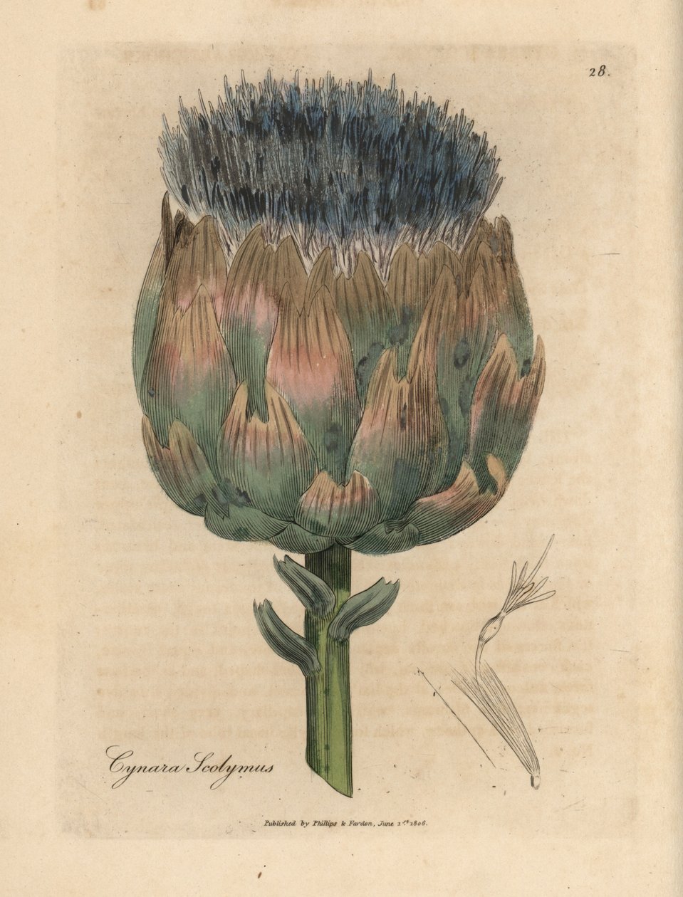 Modře a fialově květovaný artyčok, Cynara scolymus od James Sowerby