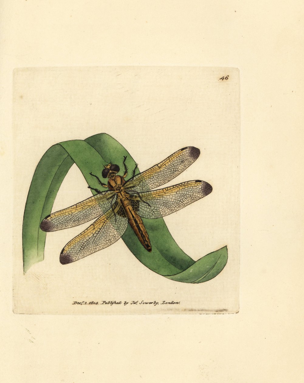 Modrý honič, Libellula fulva (vážka skvrnitá, Libellula conspurcata). Ručně kolorovaná mědirytina od Jamese Sowerbyho z The British Miscellany nebo Barevné figurky nových, vzácných nebo málo známých zvířecích předmětů. od James Sowerby