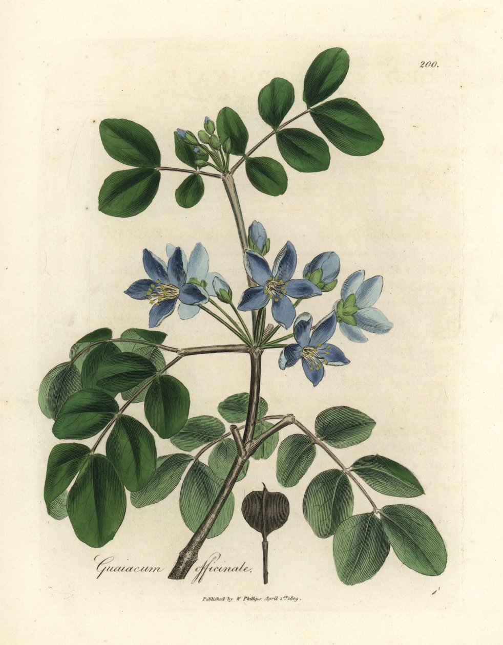 Modré květy Guaiacum officinale od James Sowerby
