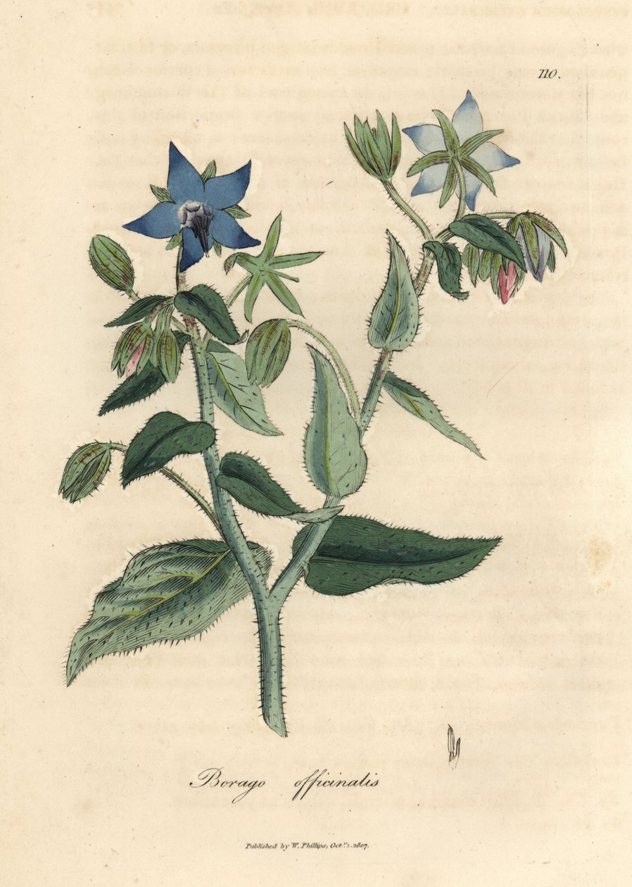 Modrá květina borage, Borago officinalis od James Sowerby
