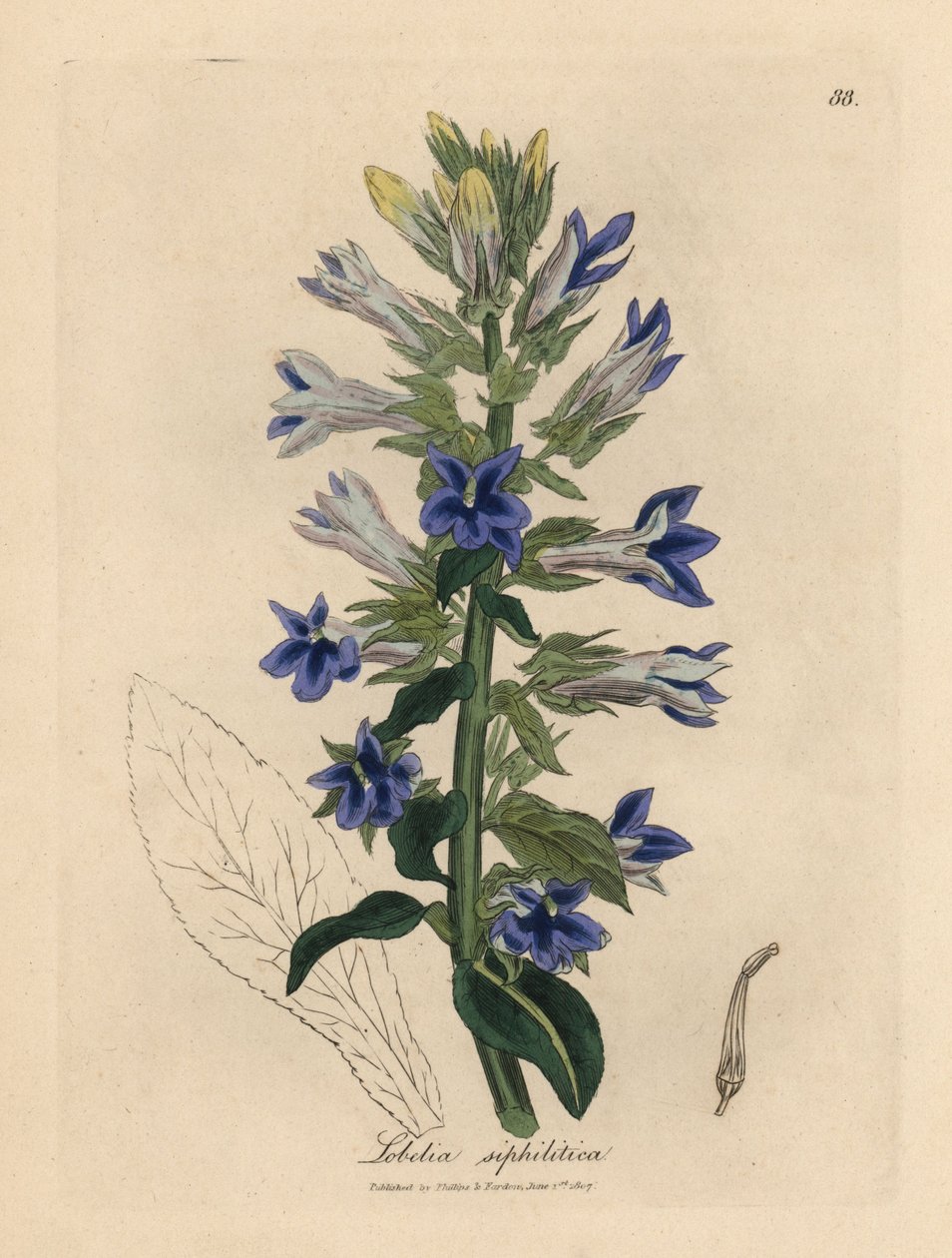 Modrá květovaná lobelie nebo kardinální květ, Lobelia siphilitica od James Sowerby