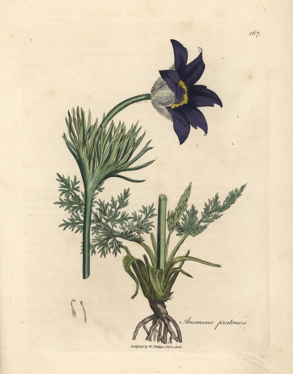 Modrá květovaná luční sasanka nebo koniklec, Anemone pratensis od James Sowerby