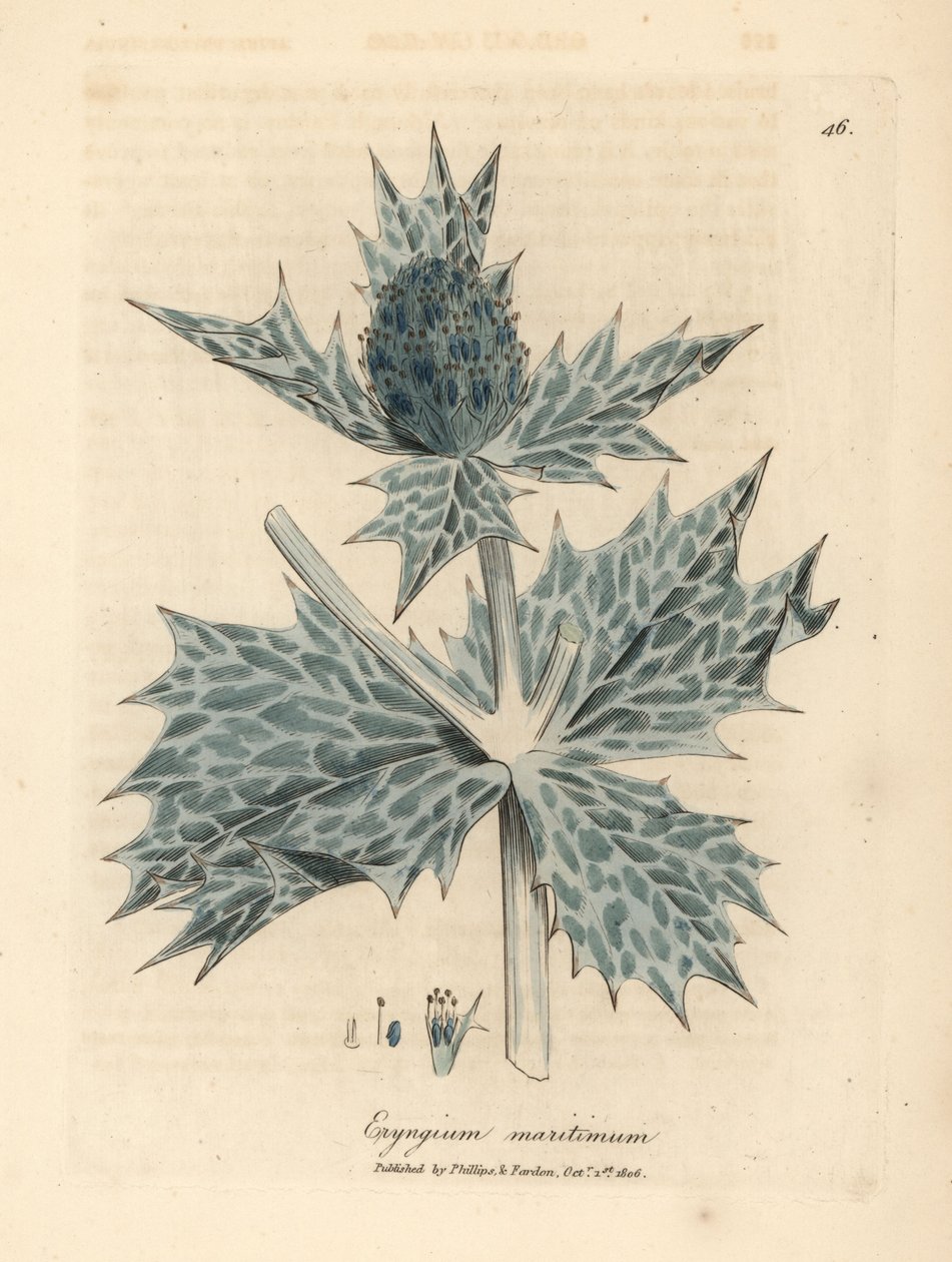 Modře květovaná cesmína nebo eryngo, Eryngium maritinum od James Sowerby