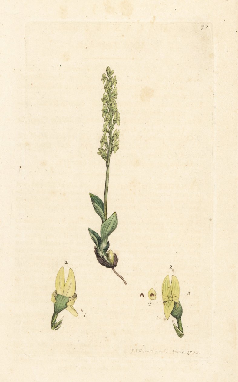 Orchideje bahenní, Hammarbya paludosa (čepel bahenní, Malaxis paludosa). Ručně kolorovaná mědirytina podle ilustrace Jamese Sowerbyho z James Smith