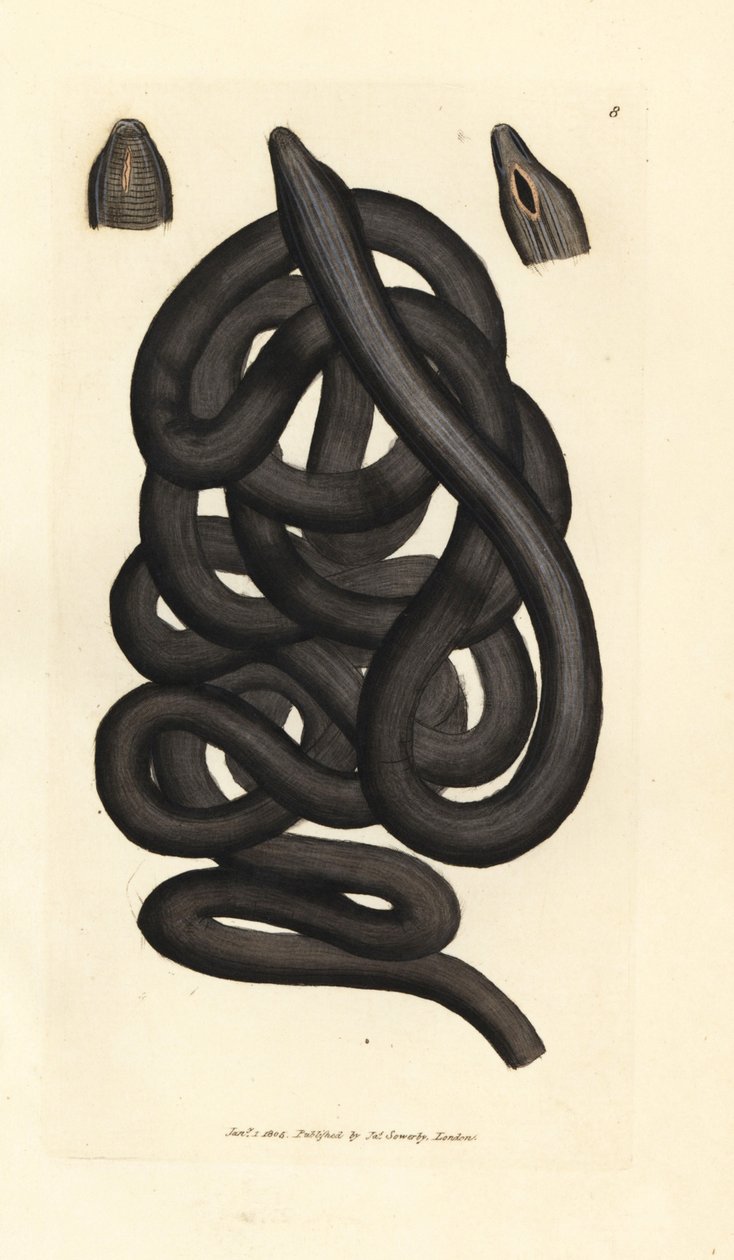 Zavazovací červ, Lineus longissimus. Ručně kolorovaná mědirytina od Jamese Sowerbyho z The British Miscellany nebo Barevné figurky nových, vzácných nebo málo známých zvířecích předmětů. od James Sowerby