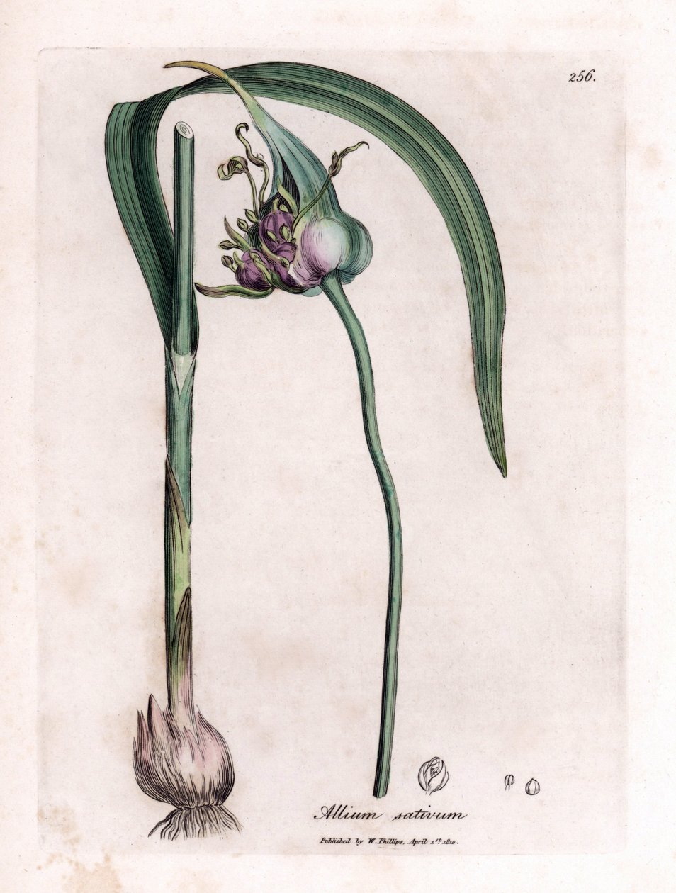Botanická tabule: Pěstování česneku (Allium sativum) s cibulí, listy a fialovými květy. Ručně kolorovaná mědirytina z ilustrace Jamese Sowerbyho. Výňatek z knihy Williama Woodvilla a Sira Williama Jacksona Hookera „“ Botanique medik od James Sowerby