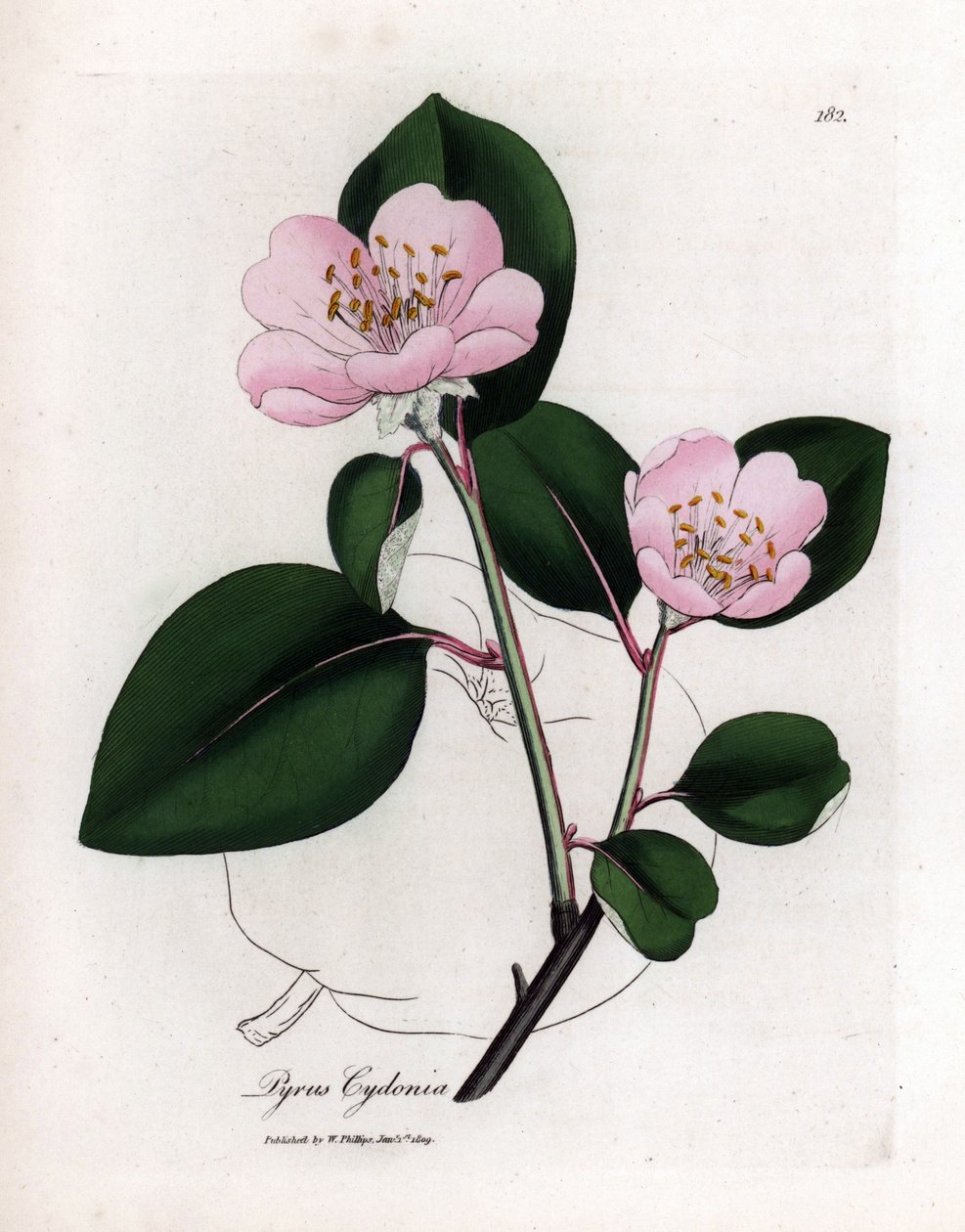 Botanická tabule: květy a kdoule, plody Cognassier (Cydonia oblonga) - Růžově květovaná kdoule s obrysem plodů, Pyrus cydonia. Ručně kolorovaná mědirytina z botanické ilustrace od Jamese Sowerbyho z William Woodville a Sir Wil od James Sowerby