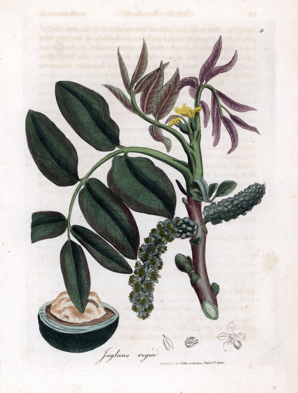 Botanická tabule: listy, rostliny a plody ořešáku Listy, žlutý květ a ořech ořešáku královského, Juglans regia. Ručně kolorovaná mědirytina z botanické ilustrace od Jamese Sowerbyho z William Woodville a Sir William Jackson Hooker