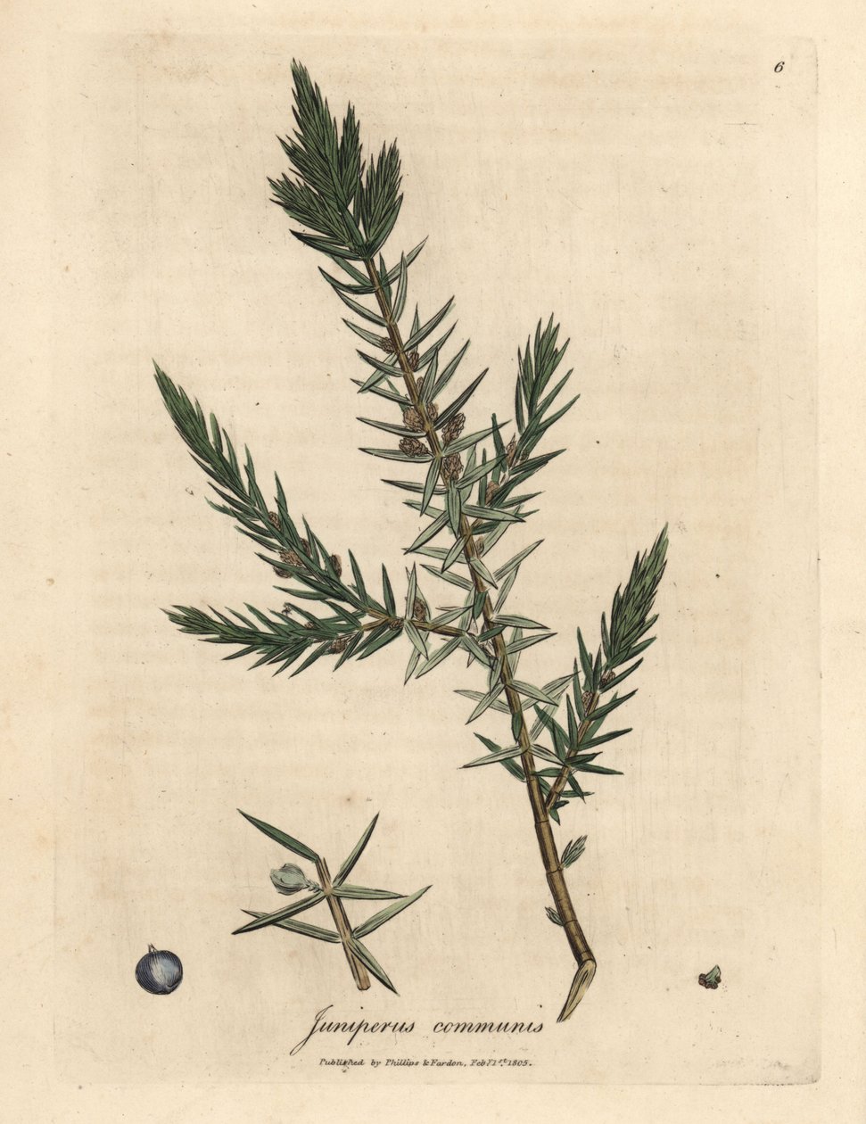 Pobočka a bobule obyčejného jalovce, Juniperus communis od James Sowerby