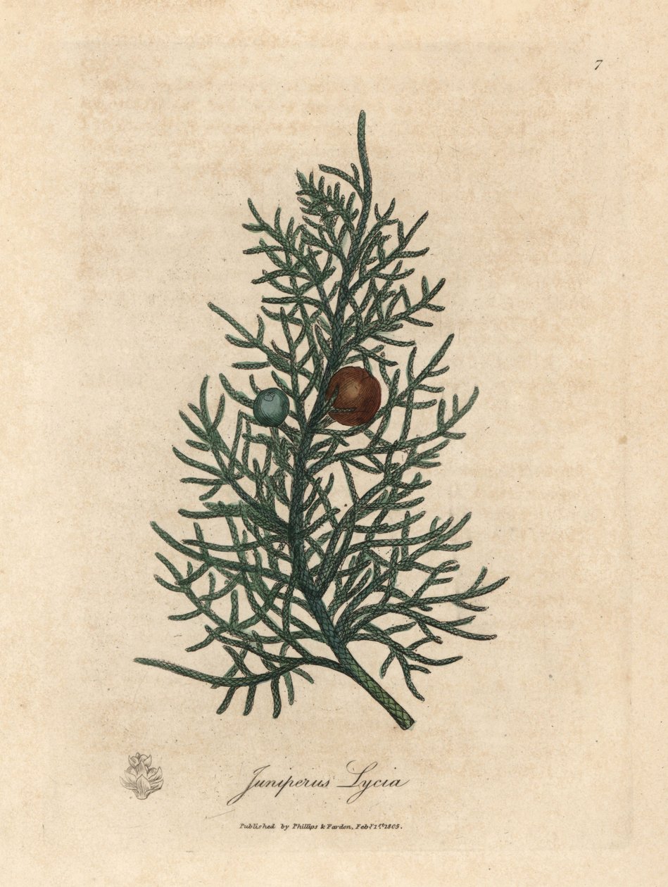Větev a bobule cedrového stromu Juniperus lycia od James Sowerby
