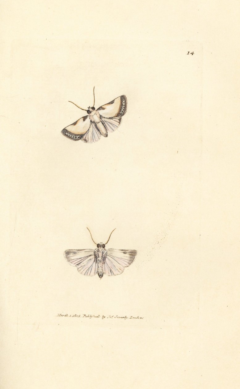 Brixton Beauty, Acontia Nitidula (Phalaena Catena). Ruční gravírování měděné desky od Jamese Sowerbyho z britské miscellany nebo barevné postavy nových, vzácných nebo málo známých zvířecích předmětů. od James Sowerby