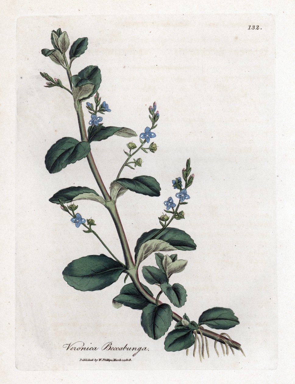 Brooklime speedwell, Veronica beccabunga. Ručně kolorovaná mědirytina z botanické ilustrace Jamese Sowerbyho z Williama Woodvilla a Sira Williama Jacksona Hookera "" Medical Botany "," John Bohn, Londýn od James Sowerby