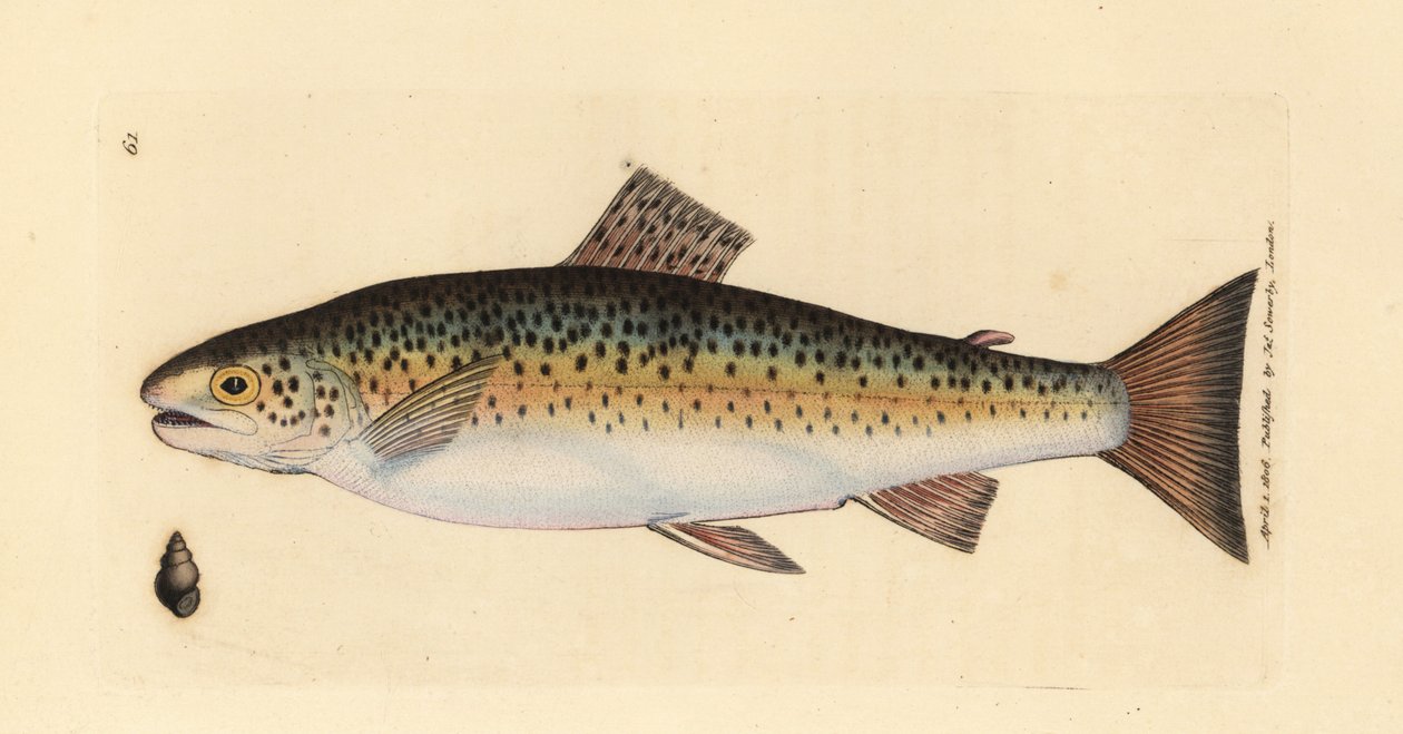 Pstruh obecný, Salmo trutta fario (pstruh Gillaroo, Salmo fario). Ručně kolorovaná mědirytina od Jamese Sowerbyho z The British Miscellany nebo Barevné figurky nových, vzácných nebo málo známých zvířecích předmětů. od James Sowerby