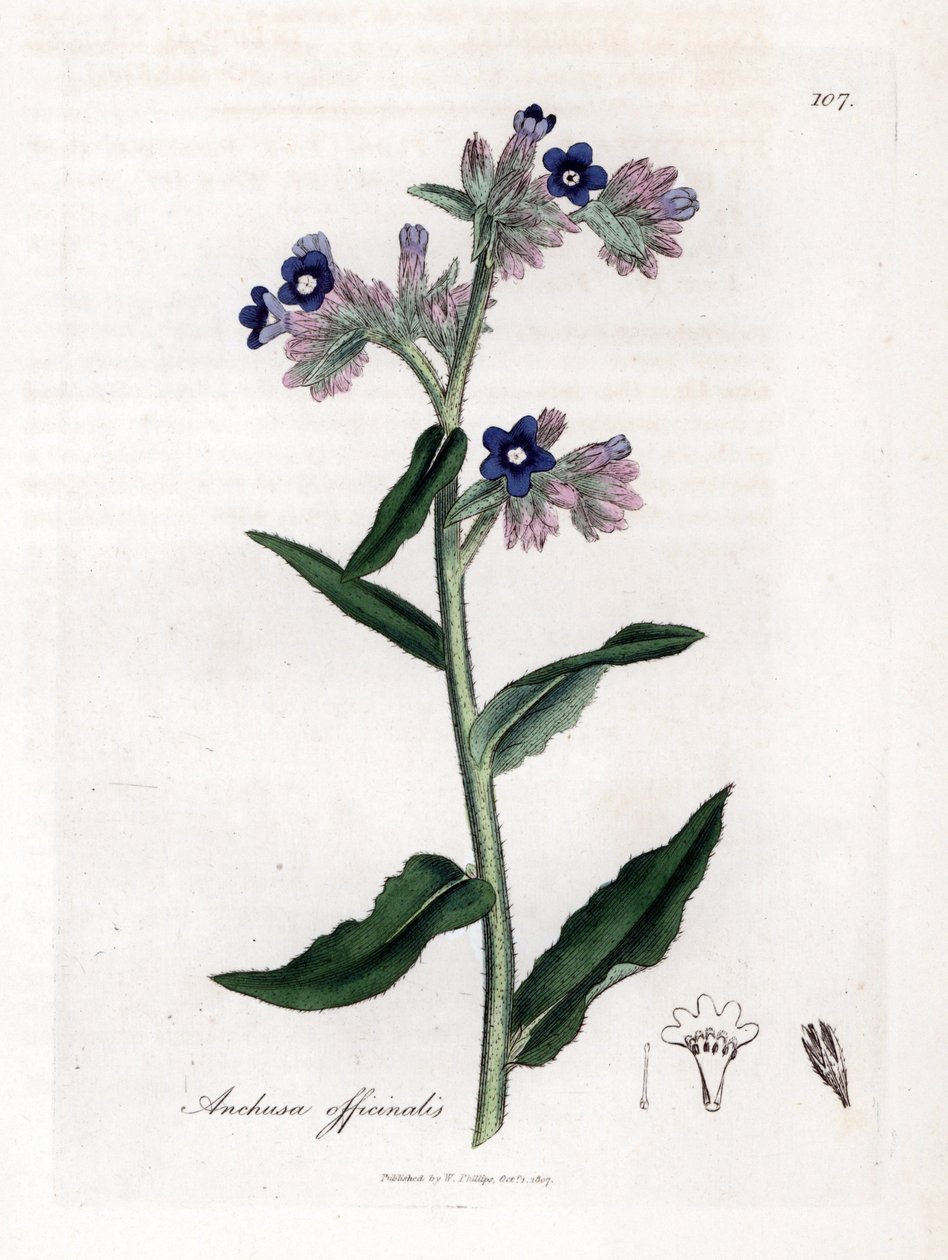 Bugloss officinale - Bugloss officinale, Anchusa officinalis. Ručně kolorovaná mědirytina z botanické ilustrace Jamese Sowerbyho z Williama Woodvilla a Sira Williama Jacksona Hookera "" Medical Botany "," John Bohn, Londýn od James Sowerby