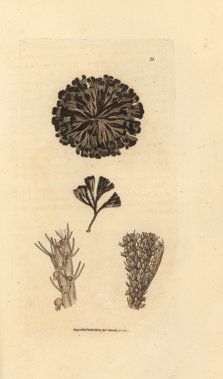 Bugulina avicularia (Flustra avicularis). Ručně kolorovaná mědirytina od Jamese Sowerbyho z The British Miscellany nebo Barevné figurky nových, vzácných nebo málo známých zvířecích předmětů. od James Sowerby