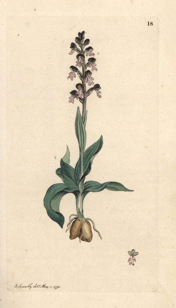 Vstavač pálený, Neotinea ustulata (Orchis ustulata, Orchis ustulata). Ručně kolorovaná mědirytina podle ilustrace Jamese Sowerbyho z James Smith
