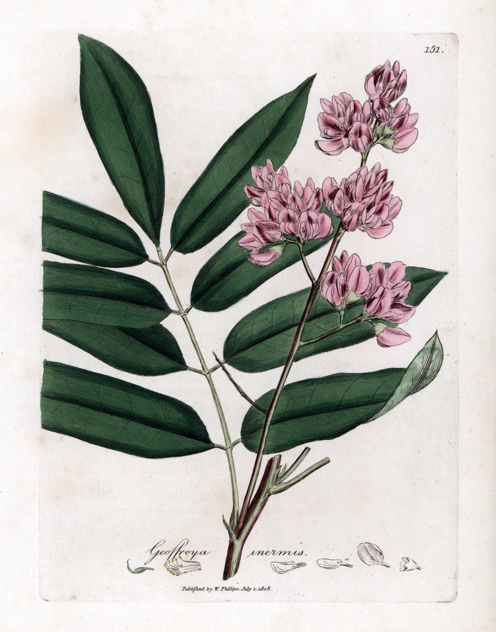 Zelí strom nebo kůra zelí - Zelí strom, Andira inermis. Ručně kolorovaná mědirytina z botanické ilustrace Jamese Sowerbyho z Williama Woodvilla a Sira Williama Jacksona Hookera "" Medical Botany "," John Bohn, Londýn od James Sowerby