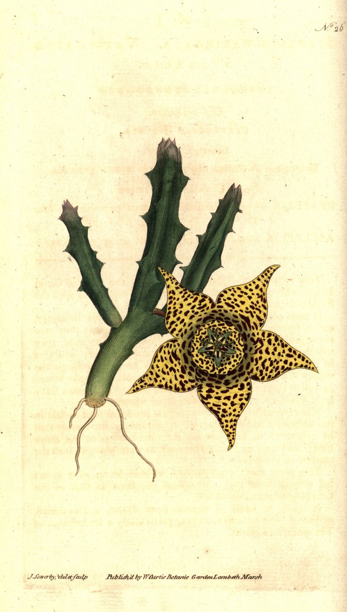 Kaktusový škrob - Orbea variegata (Stapelia pestrá, Stapelia variegata). Ručně kolorovaná mědirytina a botanická ilustrace od Jamese Sowerbyho z The Botanical Magazine Williama Curtise, Lambeth Marsh, Londýn od James Sowerby