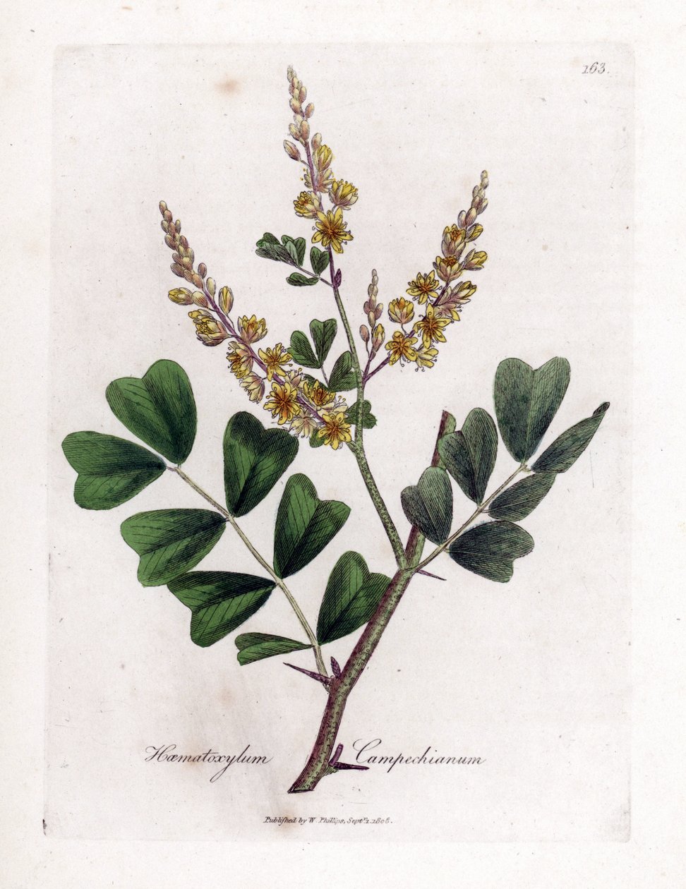 Campeche nebo campeche wood - Logwood, Haematoxylum campechianum. Ručně kolorovaná mědirytina z botanické ilustrace Jamese Sowerbyho z Williama Woodvilla a Sira Williama Jacksona Hookera "" Medical Botany "," John Bohn, Londýn od James Sowerby