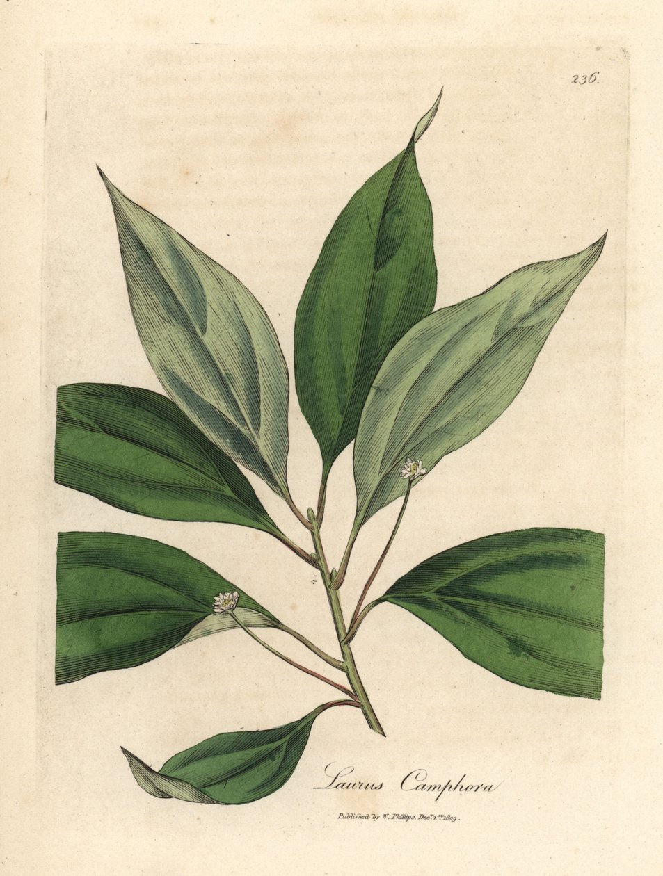 Kafrovník, Laurus camphora od James Sowerby