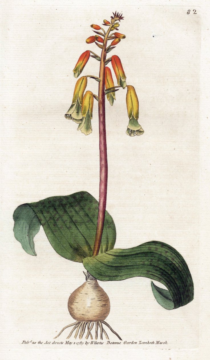 Kapské město kukačka - Litografie od Jamese Sowerbyho (1757-1822), deska z Botanical Magazine od Williama Curtise (1746-1799) od James Sowerby