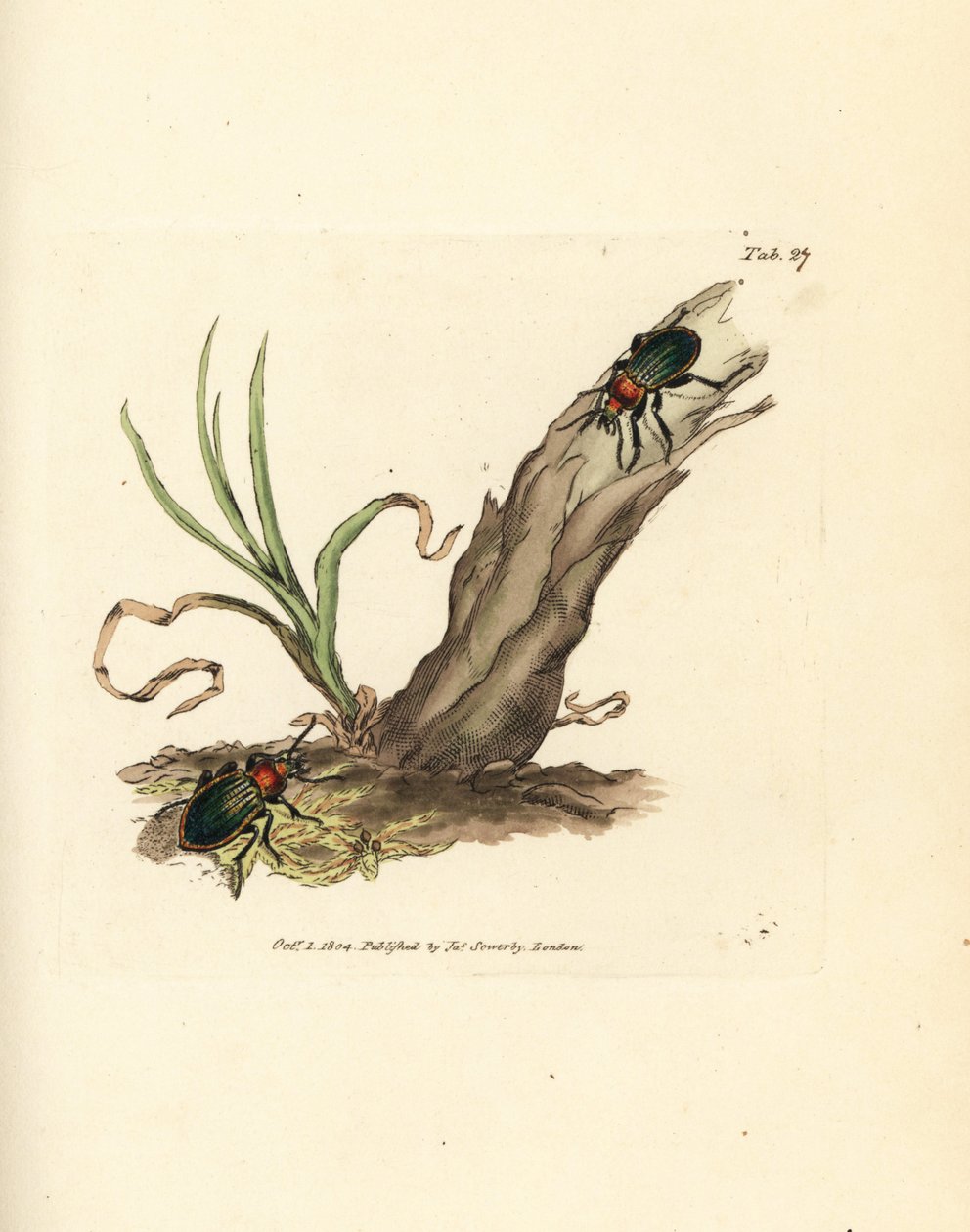 Carabus nitens brouk. Ručně kolorovaná mědirytina od Jamese Sowerbyho z The British Miscellany nebo Barevné figurky nových, vzácných nebo málo známých zvířecích předmětů. od James Sowerby