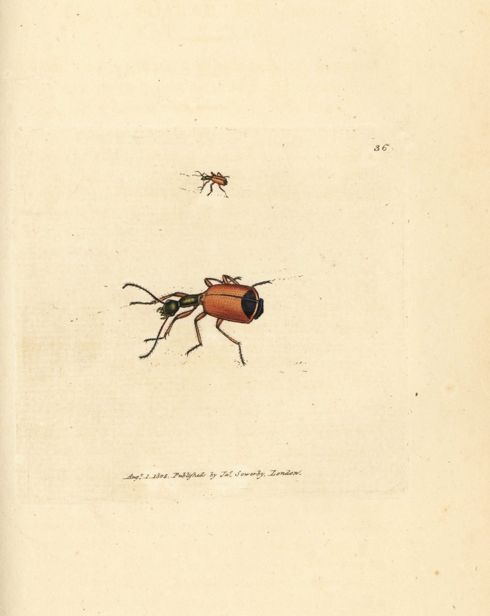 Carabus rotundicollis brouk. Ručně kolorovaná mědirytina od Jamese Sowerbyho z The British Miscellany nebo Barevné figurky nových, vzácných nebo málo známých zvířecích předmětů. od James Sowerby