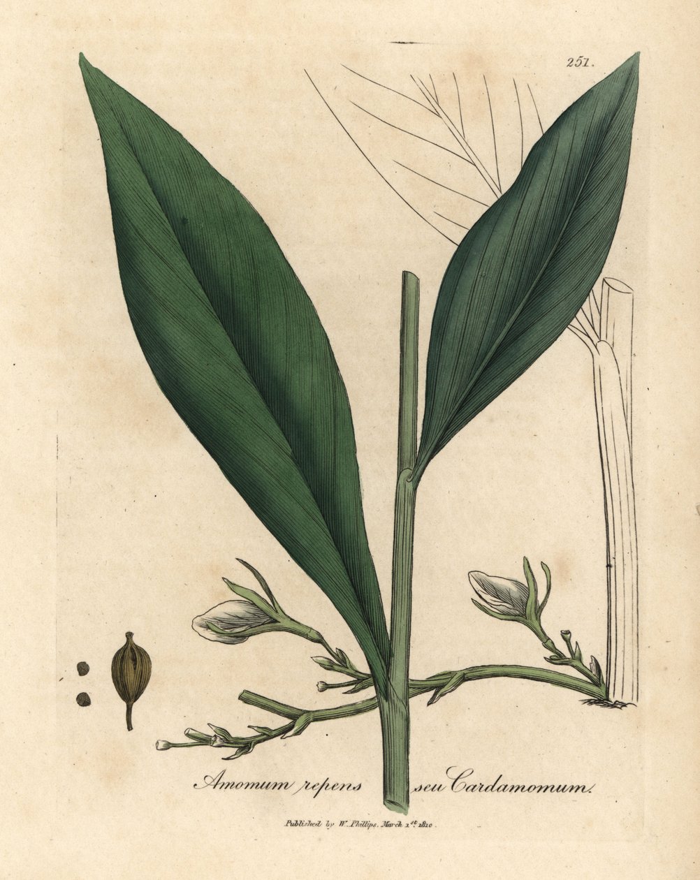 Kardamom, Elettaria cardamomum od James Sowerby