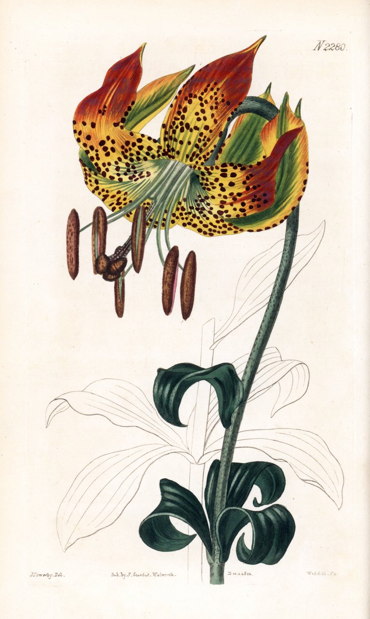 Lilie karolínová - lilie karolínová, Lilium michauxii (lilie karolínská, Lilium carolinianum). Ručně kolorovaná mědirytina od Weddella podle ilustrace Jamese Sowerbyho z „“ Botanical Magazine, London Samuela Curtise od James Sowerby