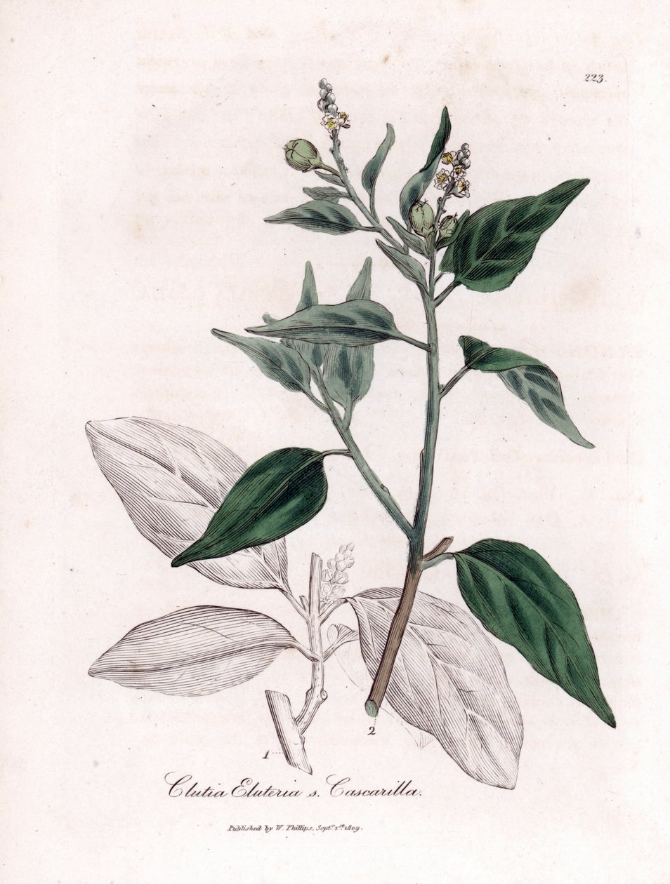 Cascarille officinale nebo měkké nebo umělé dřevo quinquina - Cascarilla, Croton (Clutia) eluteria. Ručně kolorovaná mědirytina z botanické ilustrace Jamese Sowerbyho z Williama Woodvilla a Sira Williama Jacksona Hookera "" Medical Botany "," John od James Sowerby