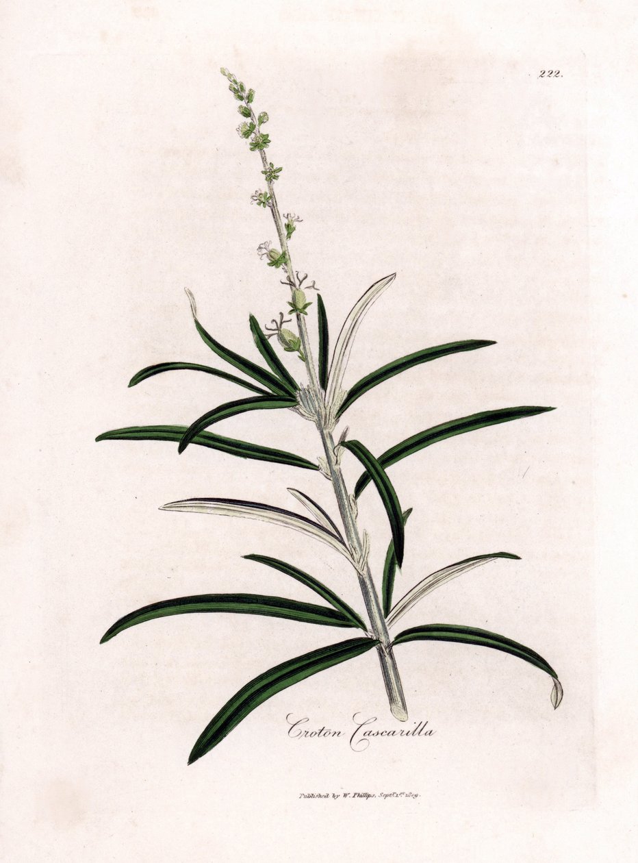 Cascarille officinale nebo měkké dřevo nebo faux quinquina - Cascarilla, Croton eluteria. Ručně kolorovaná mědirytina z botanické ilustrace od Jamese Sowerbyho z Williama Woodvilla a Sira Williama Jacksona Hookera "" Medical Botany," John Bohn, Lo od James Sowerby