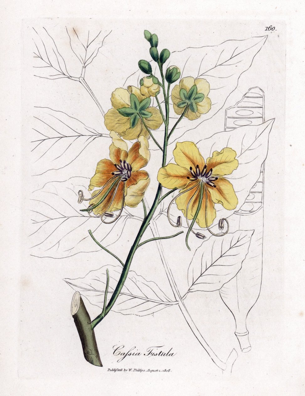 Cassia, false sene, falešný rohovník, zlatý déšť nebo canefier - Zlatý sprchový strom, Cassia fistula. Ručně kolorovaná mědirytina z botanické ilustrace Jamese Sowerbyho z William Woodville a Sira Williama Jacksona Hookera „“ Medical Botany od James Sowerby