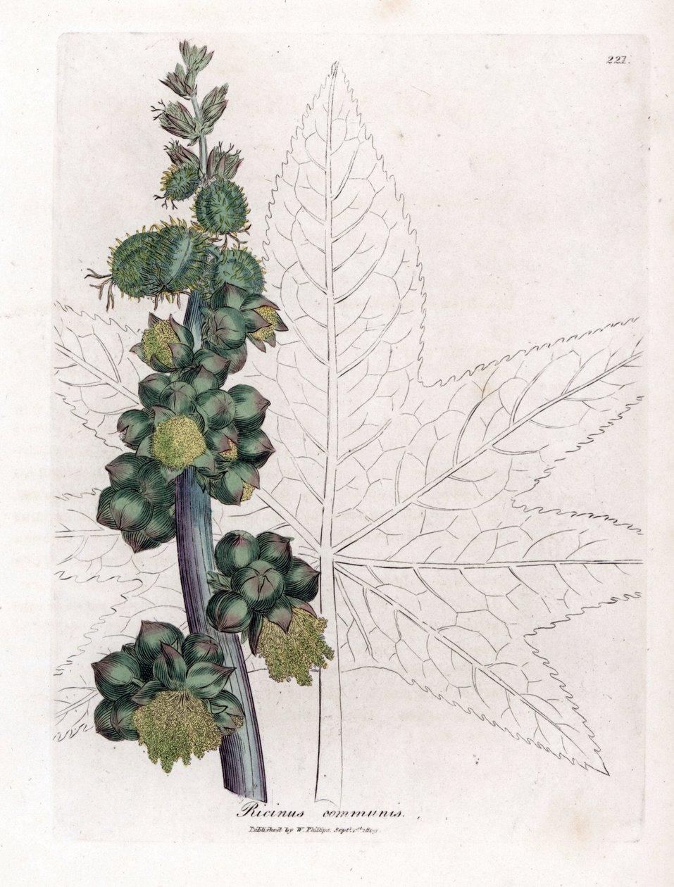 Skočec – Rostlina skočec obecný, Ricinus communis. Ručně kolorovaná mědirytina z botanické ilustrace Jamese Sowerbyho z Williama Woodvilla a Sira Williama Jacksona Hookera "" Medical Botany "," John Bohn, Londýn od James Sowerby
