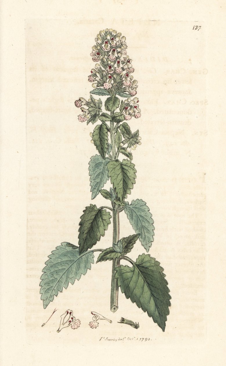 Catnip, Nepeta cataria (cataire) Ručně kolorovaná mědirytina podle ilustrace Jamese Sowerbyho z James Smith