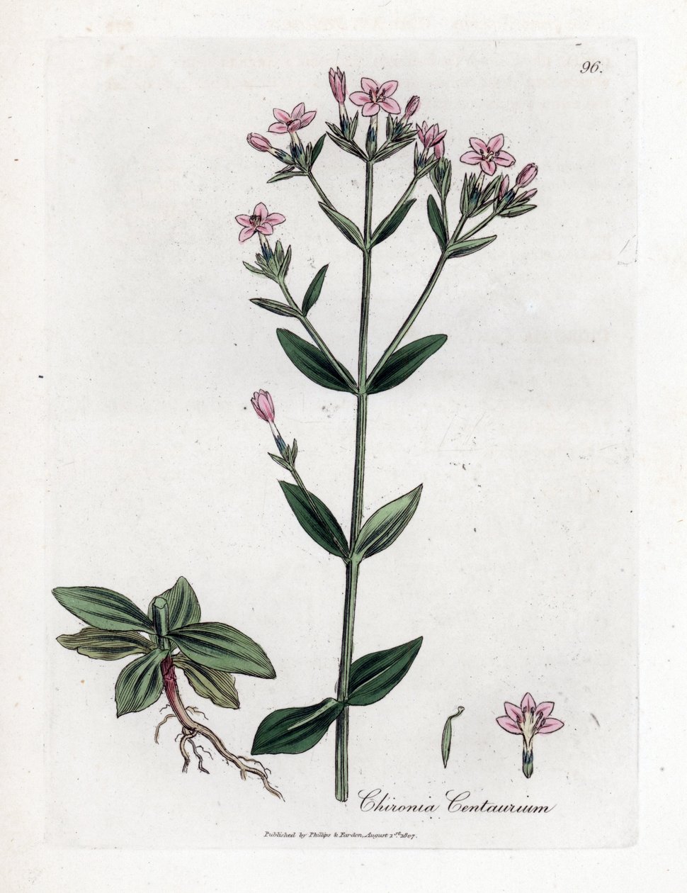 Centauree Chironia - Centaury, Chironia centaurium. Ručně kolorovaná mědirytina z botanické ilustrace Jamese Sowerbyho z Williama Woodvilla a Sira Williama Jacksona Hookera "" Medical Botany "," John Bohn, Londýn od James Sowerby