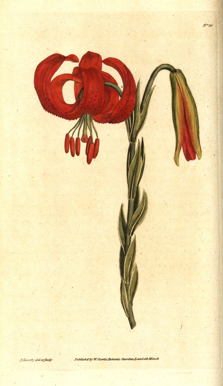 Chalcedonská lilie - chalcedonská lilie, Lilium chalcedonicum. Ručně kolorovaná mědirytina a botanická ilustrace od Jamese Sowerbyho z The Botanical Magazine Williama Curtise, Lambeth Marsh, Londýn od James Sowerby