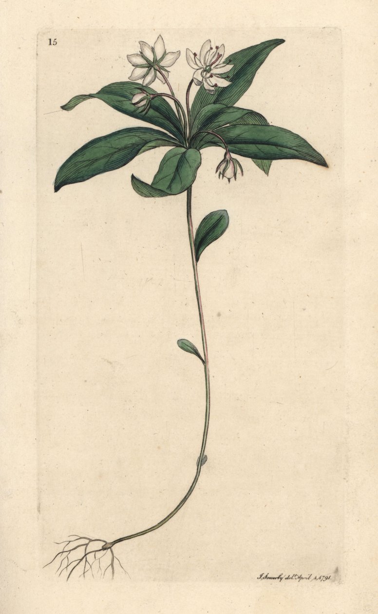 Ptačinec ozimý, Lysimachia europaea (Trientalis europaea) (Trientale d