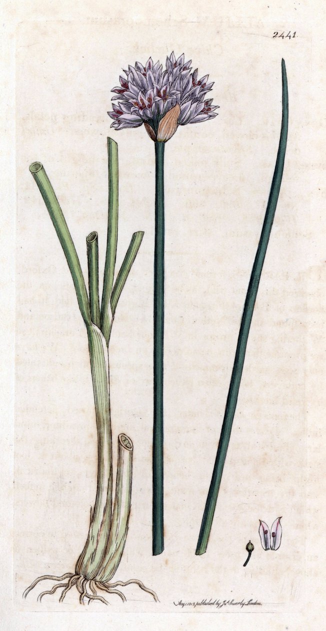 Pažitka (Allium schoenoprasum). Ručně kolorovaná mědirytina z botanické ilustrace Jamese Sowerbyho pro knihu Jamese Smithe „English botanical““ (1790-1814). Neúnavný Sowerby (1757–1822) nakreslil pro Smith Mammoth „English Bot“ více než 2500 rostlin. od James Sowerby