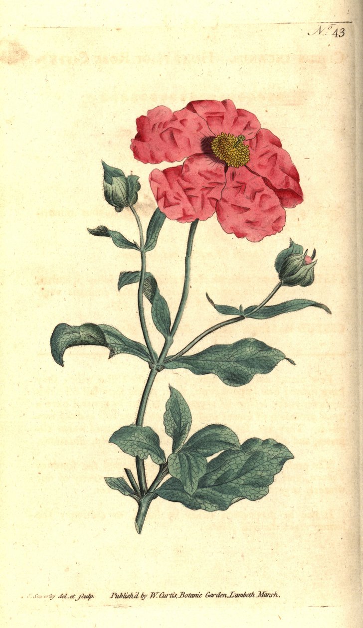 Cistus - Hoary cistus rose gold cistus, Cistus incanus. Ručně kolorovaná mědirytina a botanická ilustrace od Jamese Sowerbyho z The Botanical Magazine Williama Curtise, Lambeth Marsh, Londýn od James Sowerby