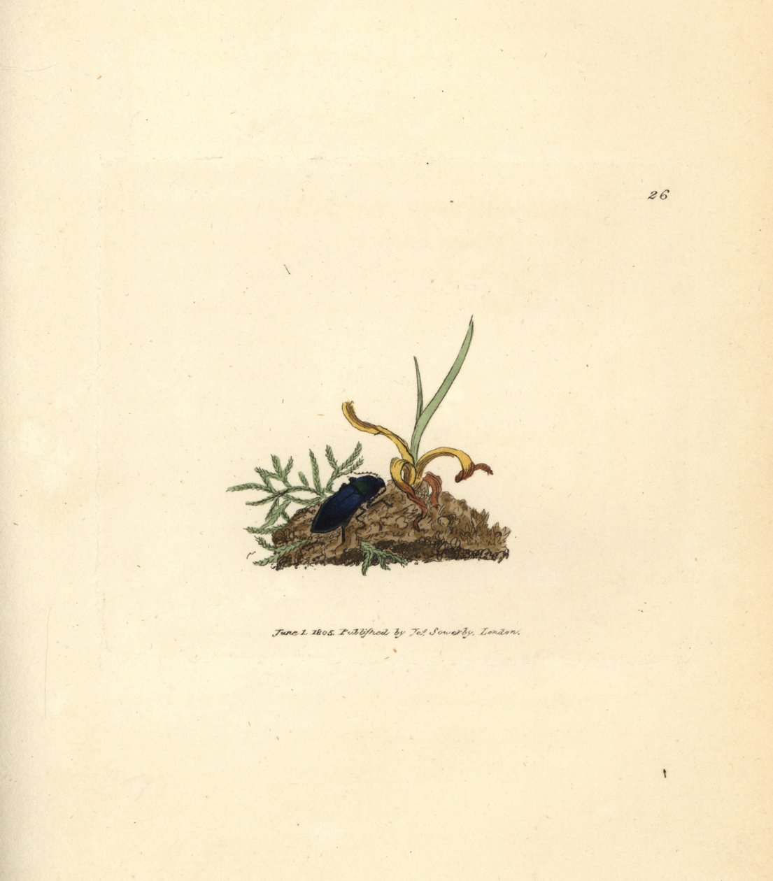 Klikák, Selatosomus aeneus (Elater cyaneus). Ručně kolorovaná mědirytina od Jamese Sowerbyho z The British Miscellany nebo Barevné figurky nových, vzácných nebo málo známých zvířecích předmětů. od James Sowerby