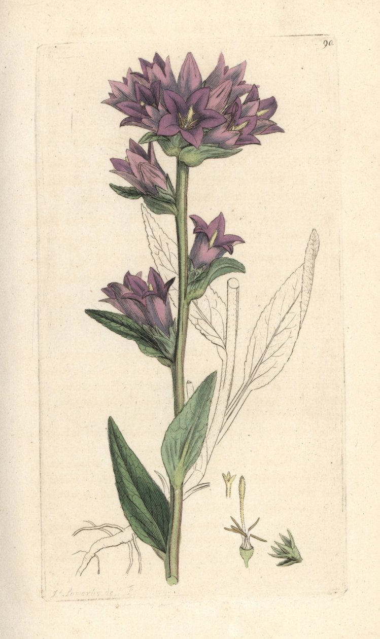 Clustered Bellflower, Campanula Glomerata (Campanule Agglomeree) Ruční rytina mědi po ilustraci Jamese Sowerbyho z anglické botanice Jamese Smitha v Londýně od James Sowerby