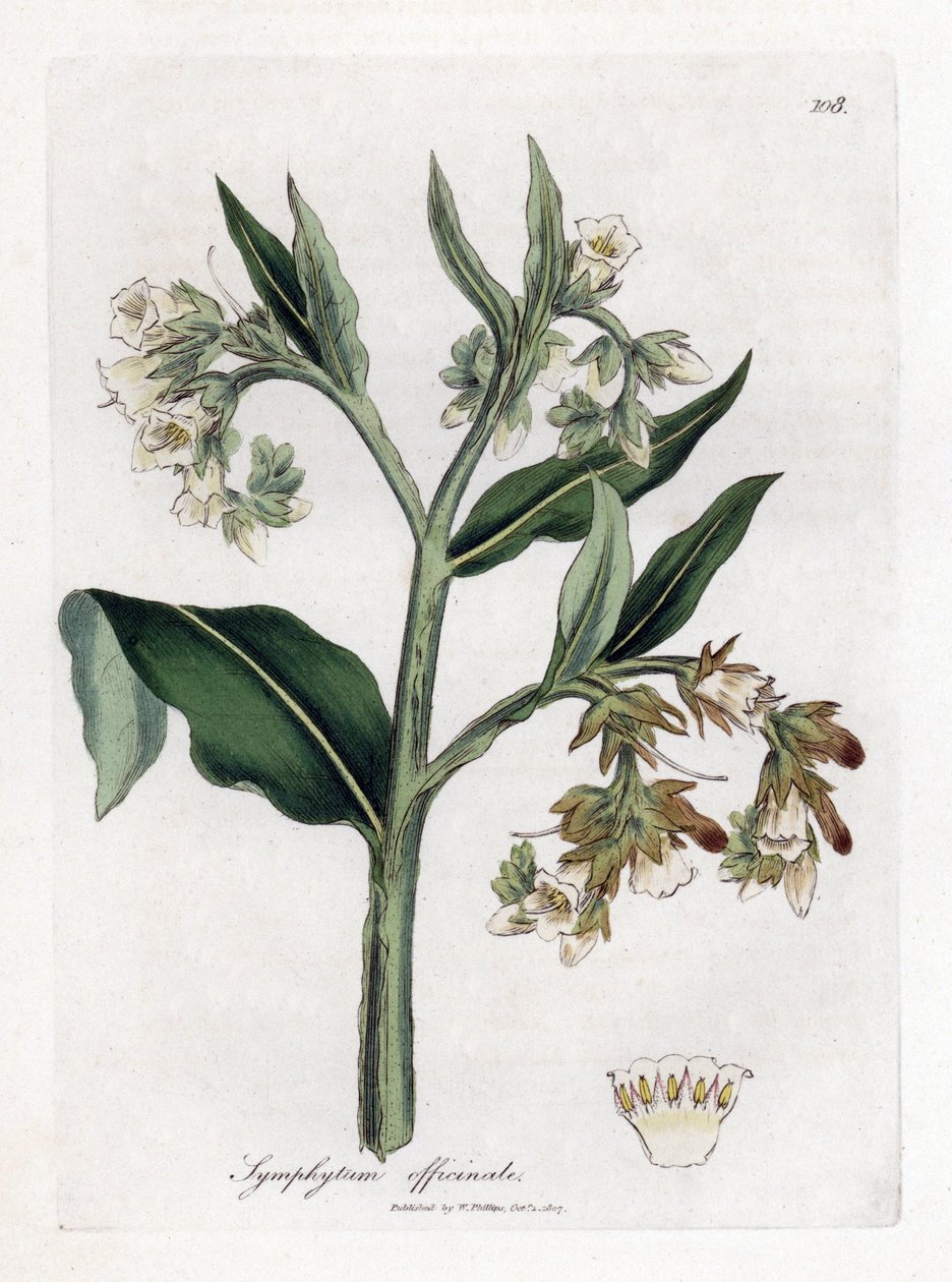 Kostival lékařský - Kostival lékařský, Symphytum officinale. Ručně kolorovaná mědirytina z botanické ilustrace Jamese Sowerbyho z Williama Woodvilla a Sira Williama Jacksona Hookera "" Medical Botany "," John Bohn, Londýn od James Sowerby