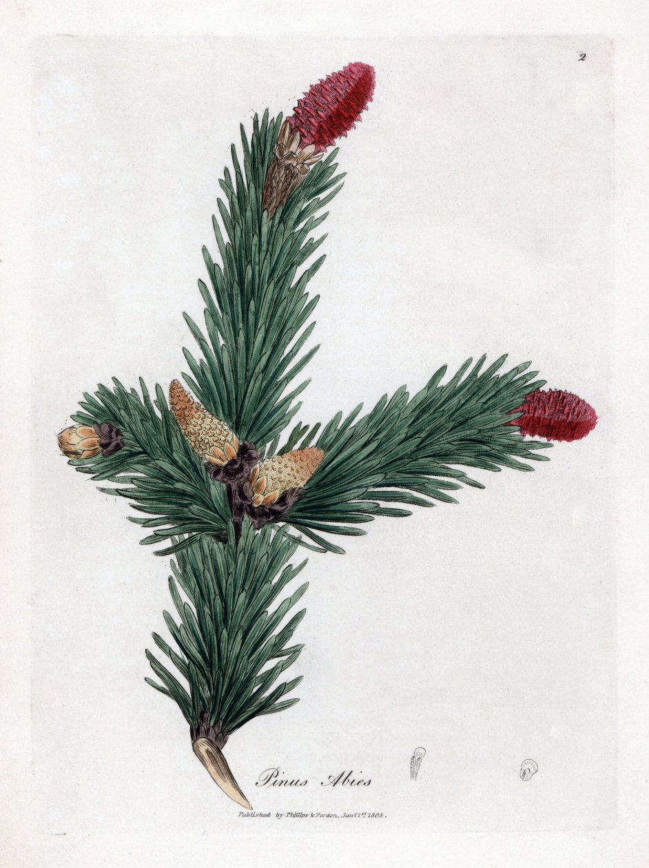 Epicea obecná - smrk ztepilý, Pinus abies. Ručně kolorovaná mědirytina z botanické ilustrace od Jamese Sowerbyho z Williama Woodvilla a Sira Williama Jacksona Hookera "" Medical Botany "," John Bohn, Londýn od James Sowerby