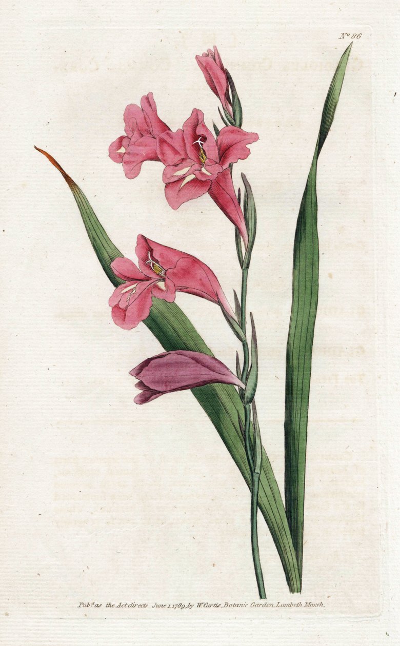 Common Glaieul - Litografie od Jamese Sowerbyho (1757-1822), z Botanical Magazine od Williama Curtise (1746-1799) od James Sowerby