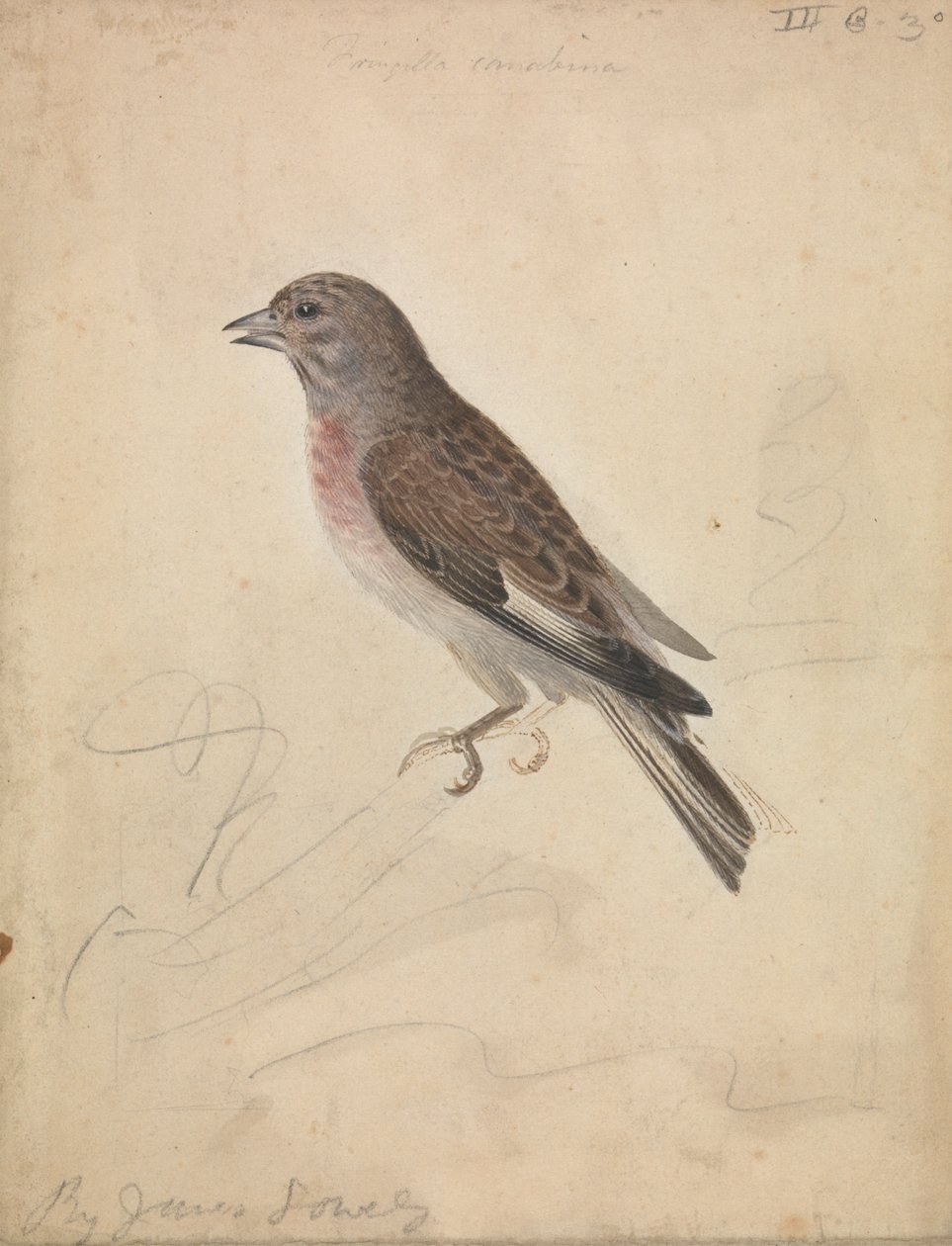 Společná Linnet od James Sowerby