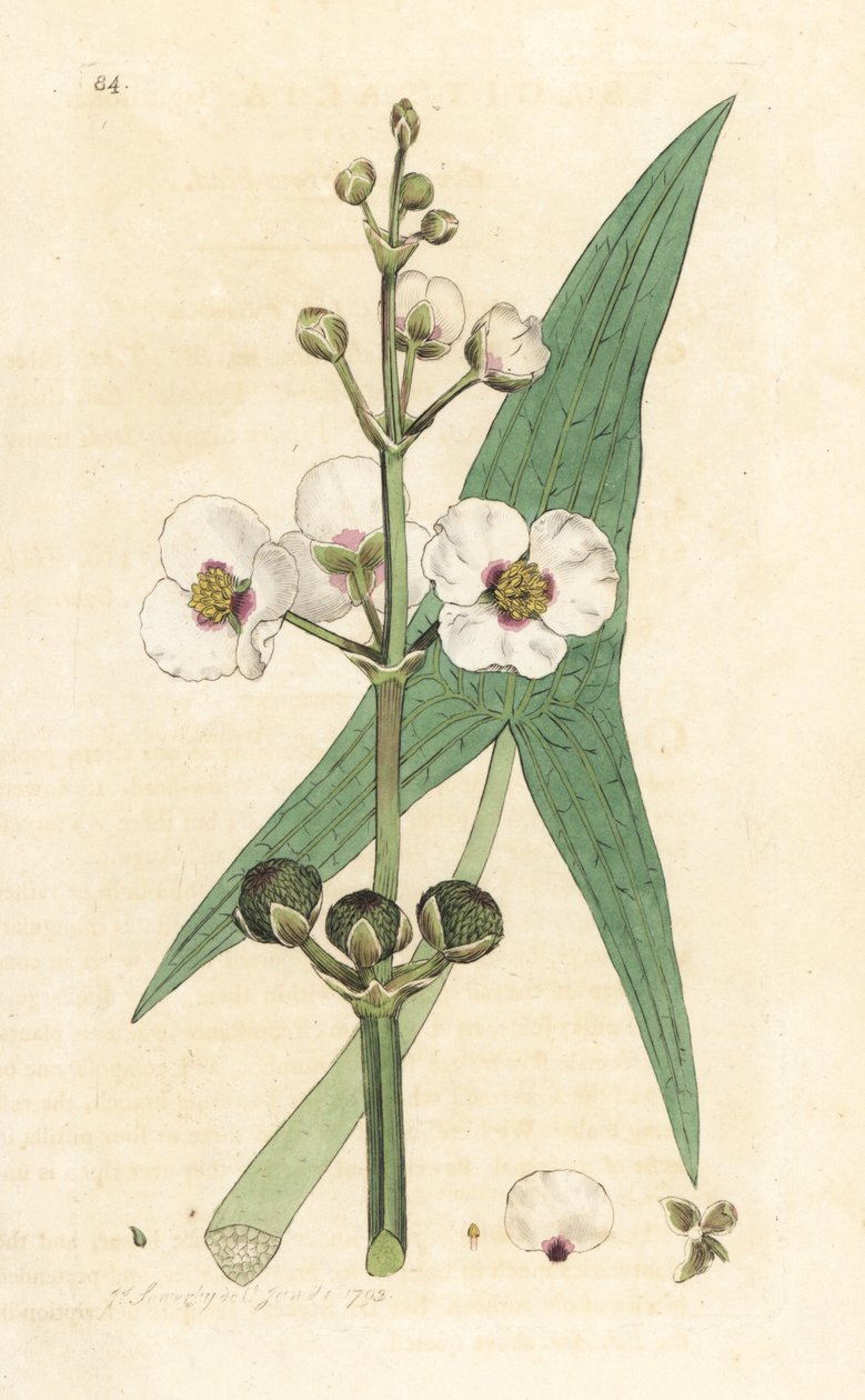 Hrot obyčejného šípu, Sagittaria sagittifolia (sagittarius) Ručně kolorovaná mědirytina podle ilustrace Jamese Sowerbyho z James Smith