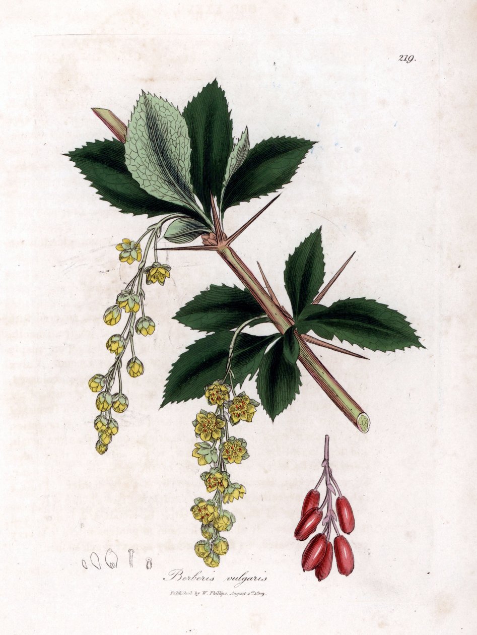 Dřišťál obecný - Dřišťál obecný, Berberis vulgaris. Ručně kolorovaná mědirytina z botanické ilustrace Jamese Sowerbyho z Williama Woodvilla a Sira Williama Jacksona Hookera "" Medical Botany "," John Bohn, Londýn od James Sowerby