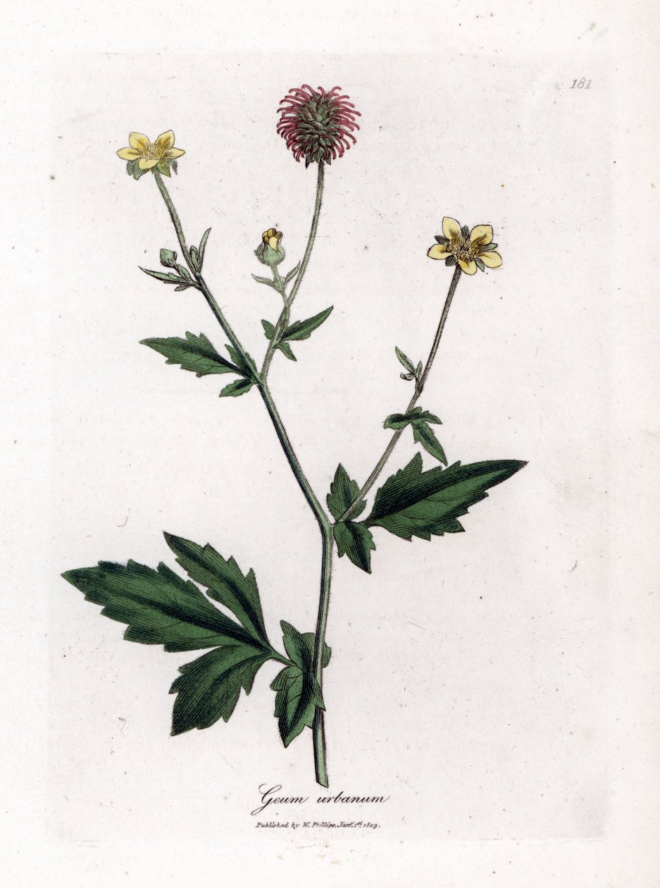 Benoit obecný nebo tráva Saint Benoit - Wood avens, Geum urbanum. Ručně kolorovaná mědirytina z botanické ilustrace Jamese Sowerbyho z Williama Woodvilla a Sira Williama Jacksona Hookera "" Medical Botany "," John Bohn, Londýn od James Sowerby