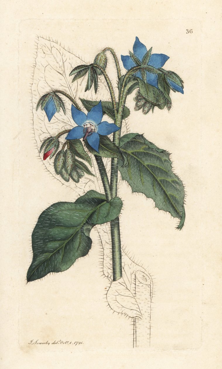 Brutnák lékařský, Borago officinalis (Bourrache officinale) Ručně kolorovaná mědirytina podle ilustrace Jamese Sowerbyho z anglické botaniky Jamese Smithe, Londýn od James Sowerby