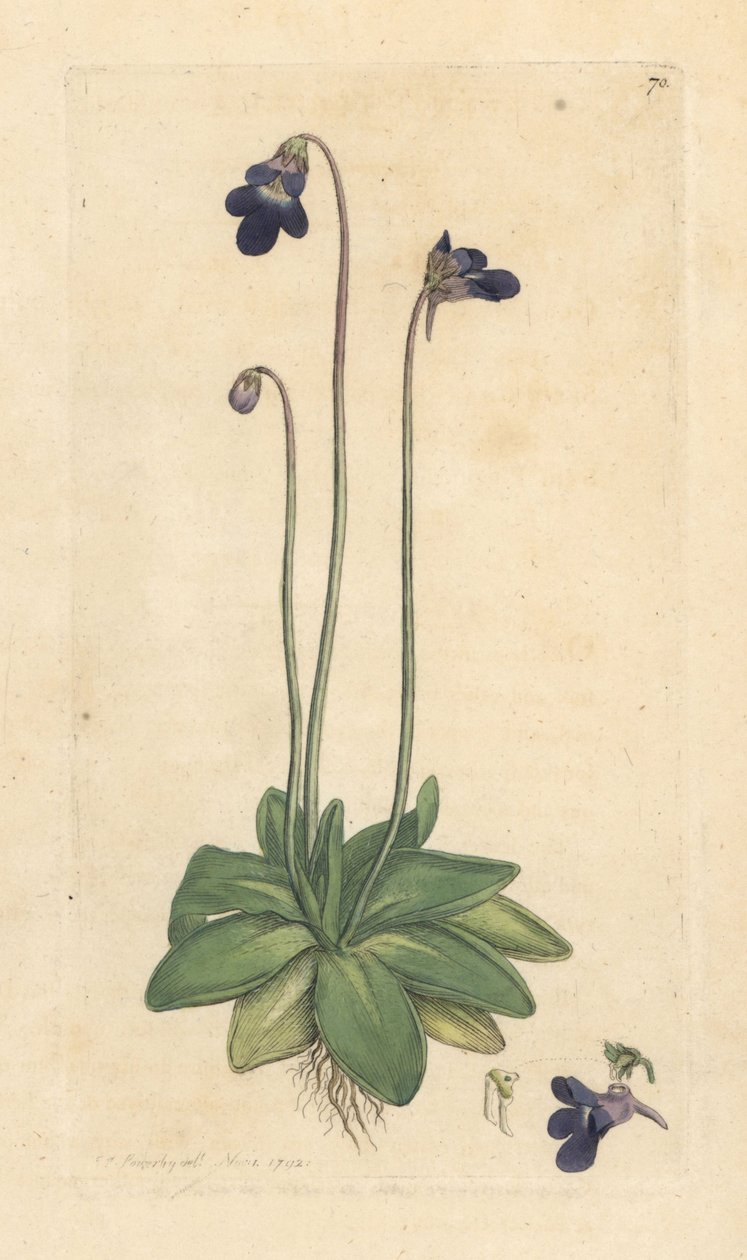 Máslovník obecný, Pinguicula vulgaris (grassette) Ručně kolorovaná mědirytina podle ilustrace Jamese Sowerbyho z James Smith